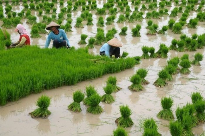 solusi pemanen padi masa kini