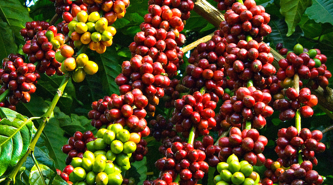 proses pascapanen kopi cepat