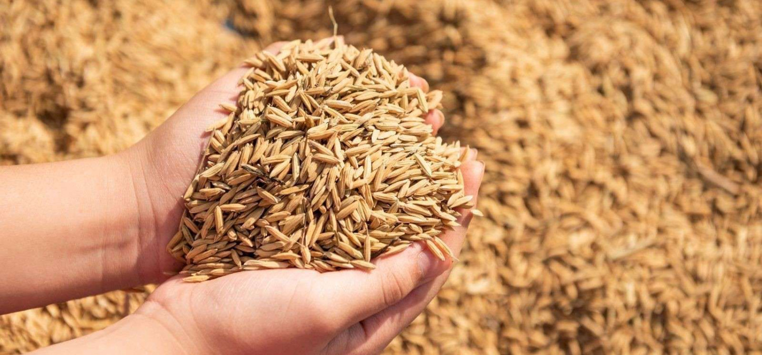Cara Menggiling Gabah Jadi Beras