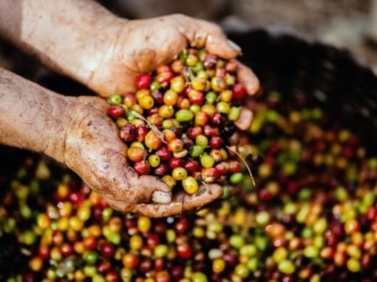 Cara Menghasilkan Biji Kopi Bersih Dengan Kualitas Tinggi