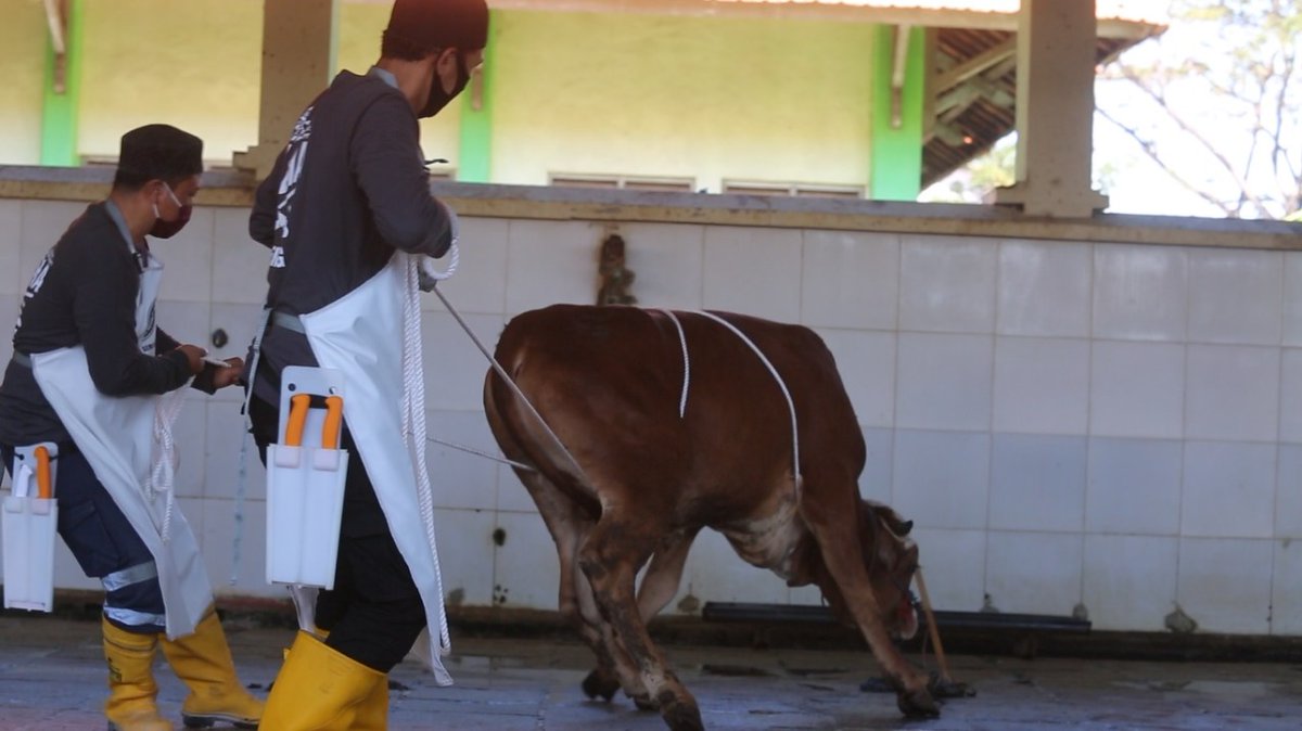 Cara Merobohkan Sapi Kurban Aman