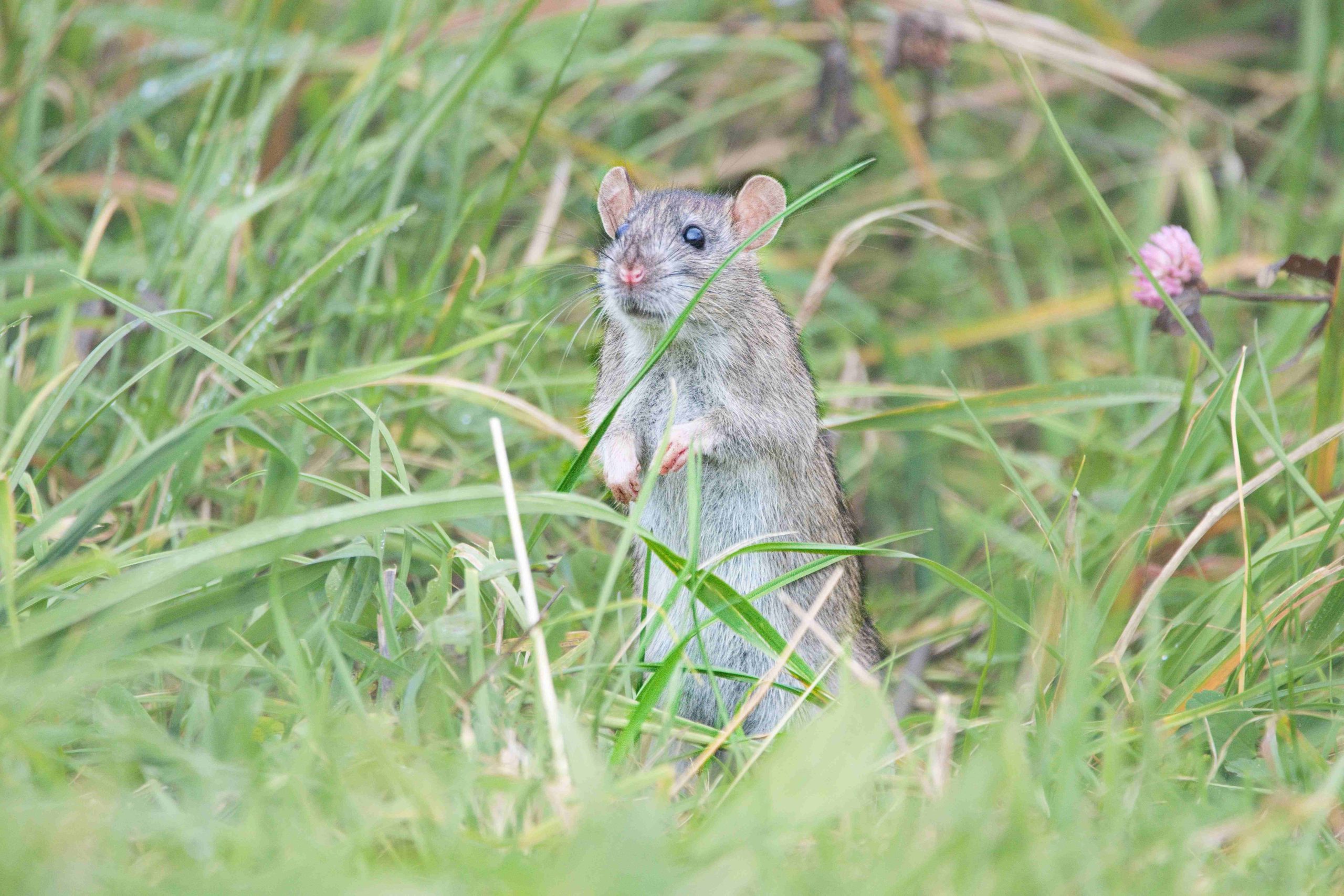 cara mengusir tikus sawah