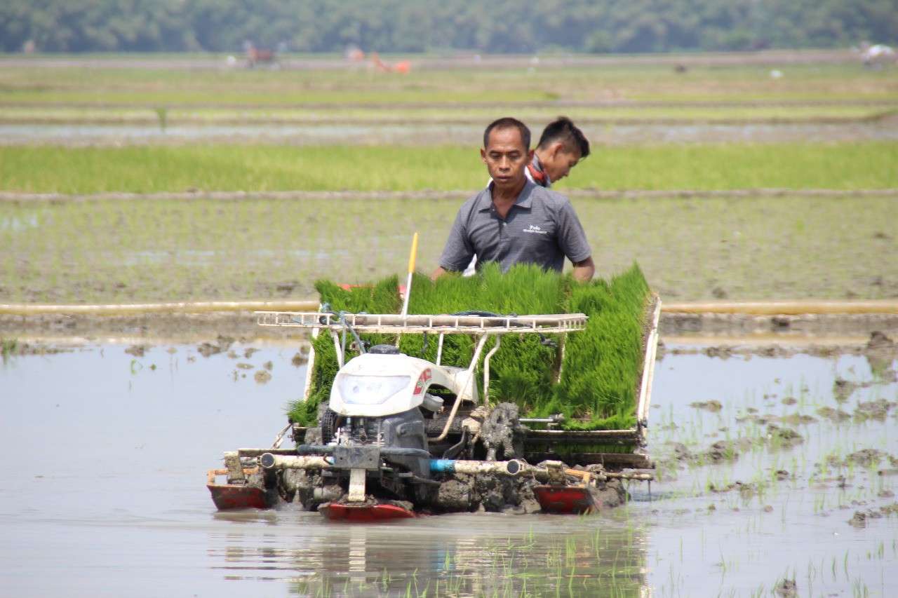 efisiensi tenaga saat tanam padi