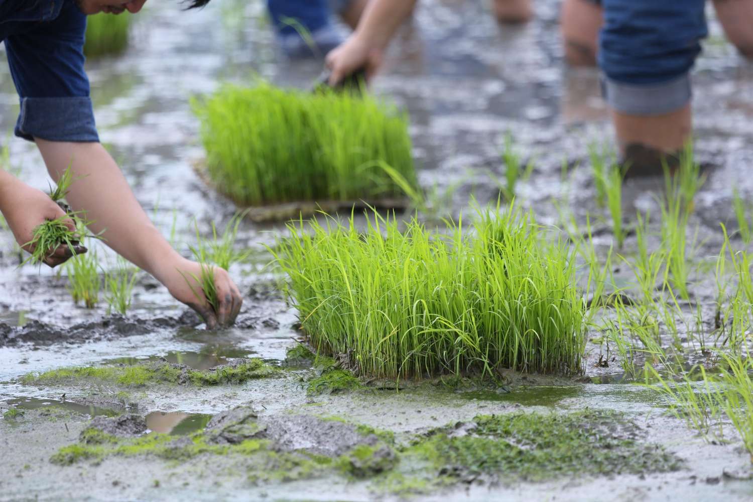 cara mengurangi biaya tanam padi
