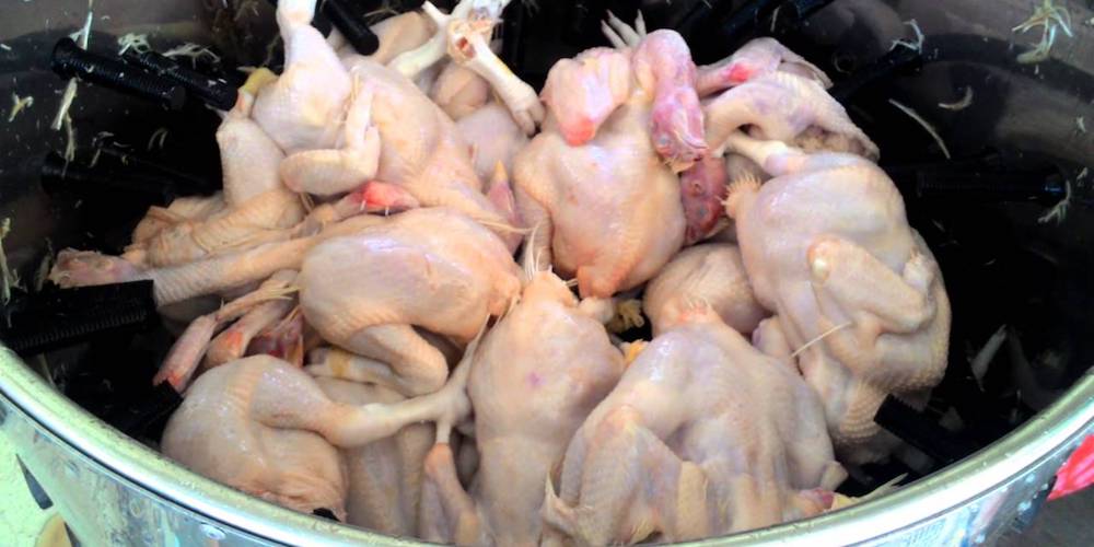 cara menghilangkan bulu halus ayam