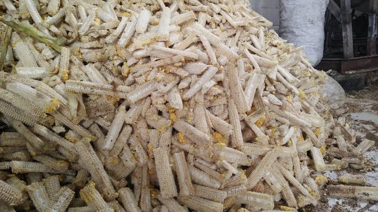 cara mengolah jagung untuk pakan