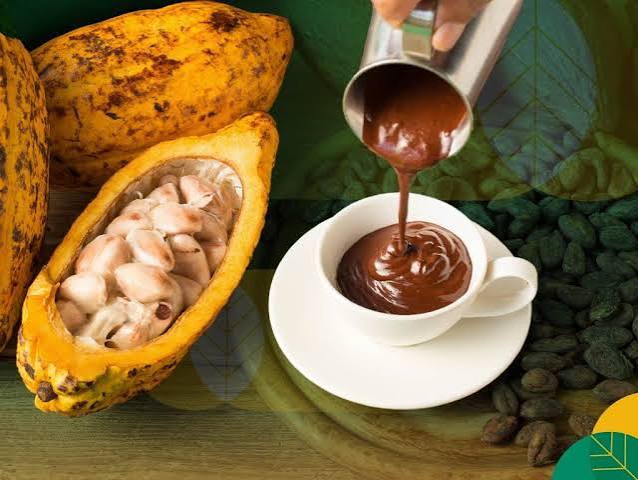proses pembuatan coklat dari kakao