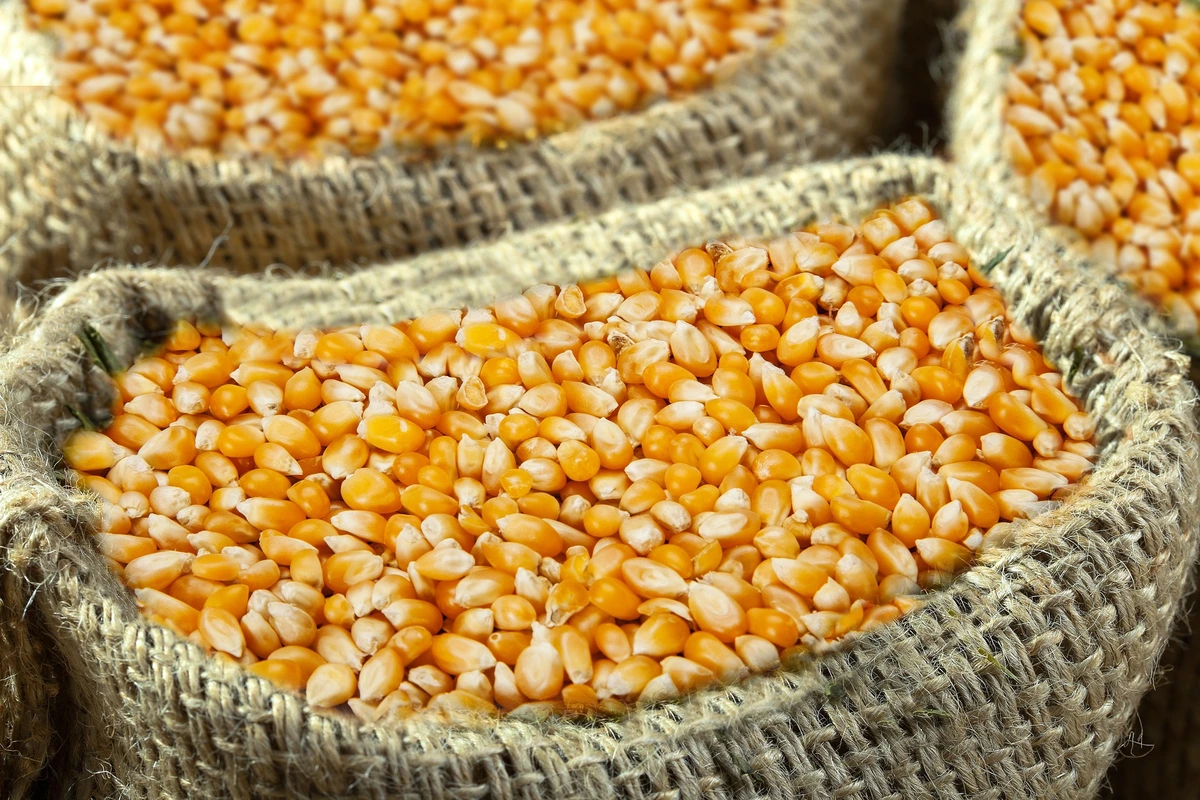 manfaat jagung untuk pakan ternak