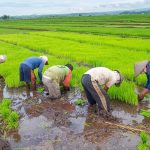 Cara Menyiapkan Bibit Padi yang Sehat dan Berkualitas